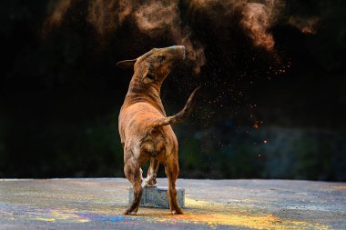 Holi 'nin parlak renklerinde kızıl saçlı bir teriyerin portresi.