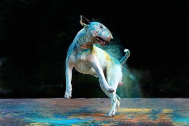 Holi 'nin parlak renklerinde zıplayan bir boğa teriyerinin yakın plan portresi.