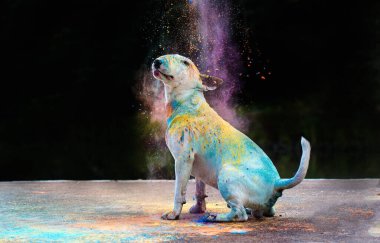 Parlak Holi renklerinde, oturan bir teriyerin yakın plan portresi.