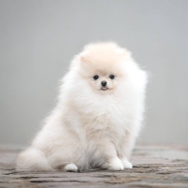 Gri arka planda tüylü beyaz köpek yavrusu