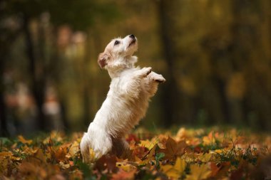 Tel saçlı Jack Russell Terrier sonbahar yapraklarıyla oynuyor.