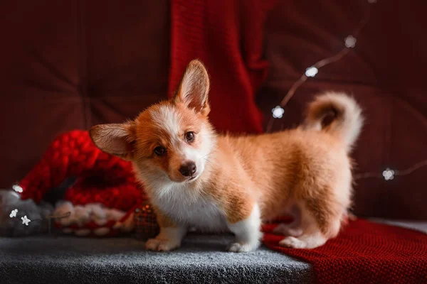 Corgi Štěně Červené Vánoční Pozadí — Stock fotografie