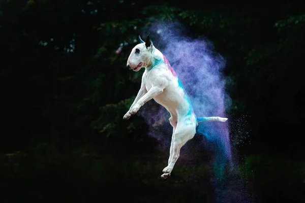 Πορτρέτο Ενός Λευκού Άλματος Τεριέ Ταύρος Φωτεινά Χρώματα Holi — Φωτογραφία Αρχείου