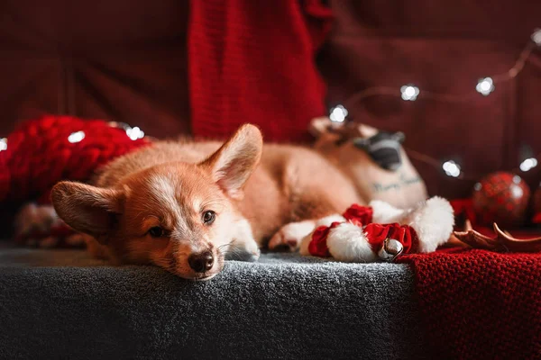 Cachorro Corgi Fondo Rojo Navidad — Foto de Stock