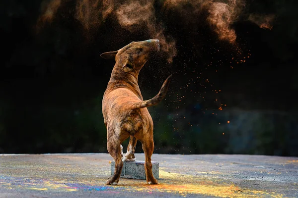 红头发公牛犬的画像 色彩艳丽 色彩艳丽 — 图库照片