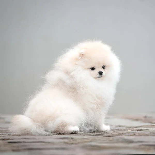 Esponjoso Cachorro Spitz Blanco Sobre Fondo Gris — Foto de Stock