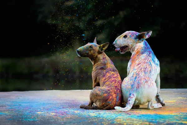 Two Bull Terriers Holi Paints Sit Side Side Backs Camera — Stock Photo, Image