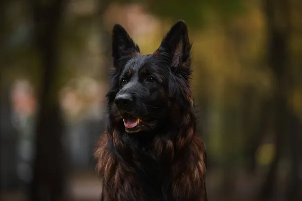 Porträtt Långhårig Tysk Herdehund Som Tittar Kameran — Stockfoto