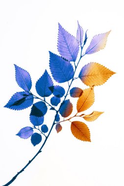 Bitki örtüsü için kurumuş bir ağaç filizi. Altın dal