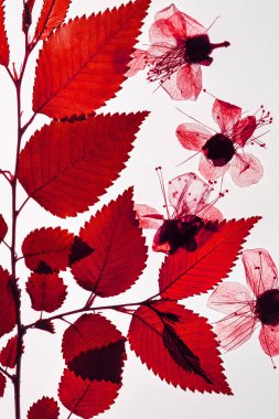 Kurumuş ağaç filizi ve çiçeklerin bileşimi beyaz arka planda kırmızı renk. Bitki örtüsü ve yaratıcı