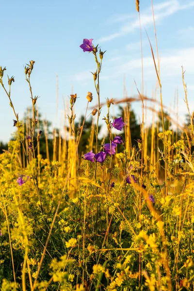 Çiçek tarlasının dikey fotoğrafı. Gün batımında tarlada mor çan çiçekleri ve otlar. Çayırlarda yetişen kır çiçekleri