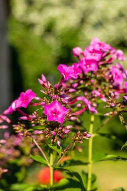 Beyaz merkezli mor menekşe sonbahar fenomeni yeşil bulanık arka planda çiçek açıyor. Sonbaharda Pembe fenik çiçekleri. Ünlü Açık Mor (Phlox paniculata), Yazın açan açık mor fenik çiçeği.)