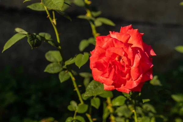 Çiçek açan kırmızı gül koyu arkaplanda. Güneşli bir günde çiçek açan kızıl bir gül. Magenta gülü, fotoğrafın sağ tarafında çiçek açıyor..