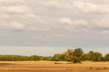 Sonbahar günü Letonya tarlasında ağaçlar, yeşil ve kahverengi, terk edilmiş bir ev. Kahverengi zeminde manzaralı sonbahar günü. Gri ve mavi gökyüzü olan sonbahar tarlası. Sonbahar stok fotoğraflarındaki alanlar 