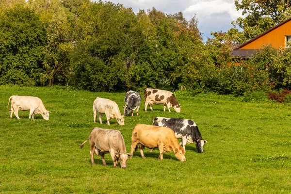 Siedem Krów Trawę Polu Niedaleko Pomarańczowego Domu Słońce Świeci Farmie — Zdjęcie stockowe