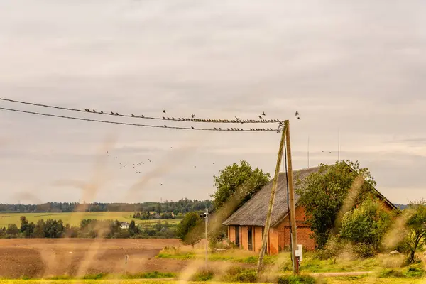 Ptaki Zbierają Się Przed Migracją Pobliżu Domu Jesienią Widok Łotewską — Zdjęcie stockowe