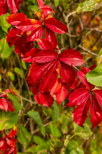 Parlak kırmızı Virginia sarmaşığının dikey fotoğrafı (Parthenocissus quinquefolia) sonbaharda ayrılır. Woodbine yaprakları kırmızı sonbahar renginde. İtfaiye aracı kırmızı beş yapraklı sarmaşık yaprakları.
