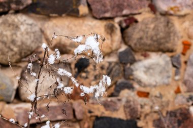 Bulanık kaya duvarlı arka planda karlı kuru bir küme. Kırmızı, kahverengi, gri, turuncu taş yapının ön planında karlı kış samanları. Kış esmer çimenler ve bulanık arkaplan