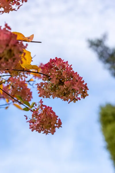 Pembe ağaçlı ortanca parlak mavi gökyüzü arka planında çiçek açıyor. Ortancalar (Hydrangea paniculata) sonbaharda çiçek verir. Panik ortanca pembe çiçeklerinin dikey fotoğrafı. 