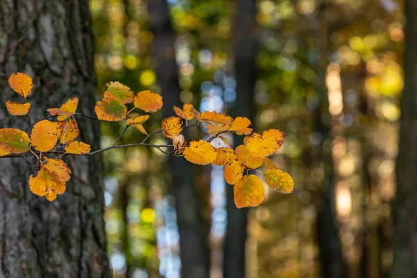 Gałąź Żółte Małe Jesienne Liście Rozmytym Tle Lasu Krzew Amelanchier — Zdjęcie stockowe