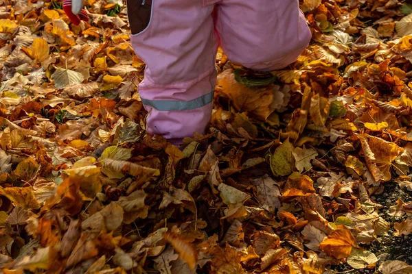 ピンク色の小さな子供が全体的に秋の公園で黄色の落ち葉の上を歩いています 子供の散歩や紅葉キック 地面に鮮やかな紅葉の葉を歩く子供の足 — ストック写真