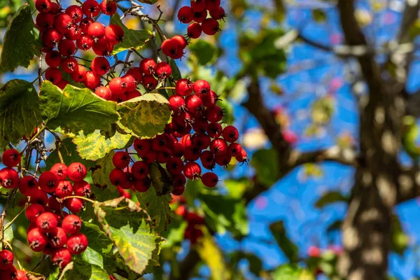 Branch of red fall berries in the sun. Red hawthorn berries (Crataegus) on a tree with the background of dark blue sky, brown branches and tree leaves. Thornapple red berries in the fall sunlight