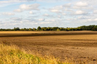 Letonya 'da sonbahar kahverengi tarlalar ve mavi bulutlu gökyüzü. Gökyüzü, beyaz ve mavi, çimen ve ufukta yeşil ağaçlarla kahverengi zeminde manzaralı bir sonbahar günü. Güneşli sonbahar gününde kış için hazırlanan tarım arazileri