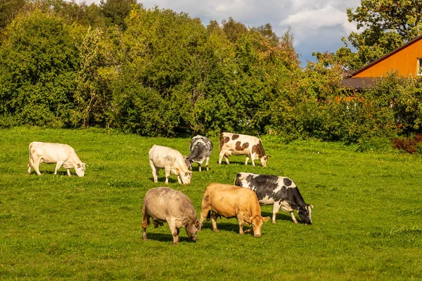 Several Colors Cows Eating Grass Field Farm House Trees Countryside — Stock Photo, Image