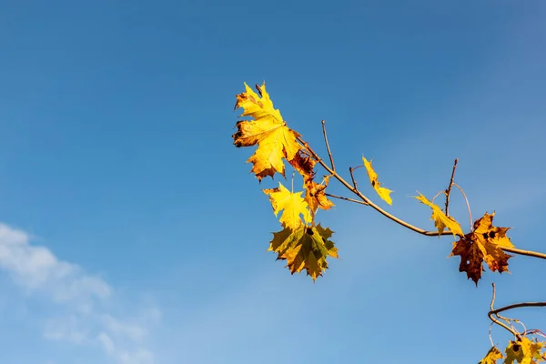 Żółty Złoty Klon Liście Błękitnym Tle Nieba Słoneczny Dzień Jesieni — Zdjęcie stockowe