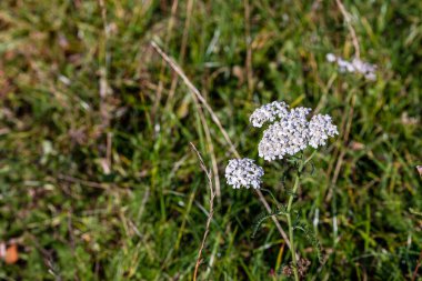White common yarrow (Achillea millefolium) is blooming in grass. Sunny green meadow with nosebleed plant at right