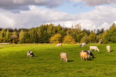 Eight cows eating grass at field near forest under cloudy sky, background visible red tractor. Cattle cow farm in Latvia, Europe at autumn sunny day. Dairy cows at grassland during early fall day