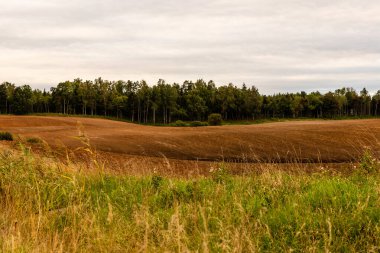 Scenic view to autumn brown wavy fields in Latvia. Fall day at brown ground with sky, grey and blue, and grass, green and brown, and green trees at horizon. 
