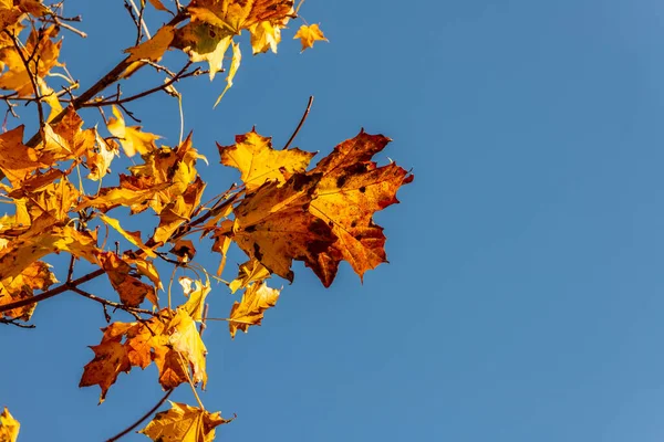 Beautiful Golden Acer Leaves Blue Sky Autumn Yellow Maple Leaves — Zdjęcie stockowe