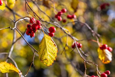 Güneşli bir günde kırmızı sonbahar meyveleri. Mavi gökyüzü arkaplanındaki bir ağacın üzerinde kırmızı dikenli çilek dalı (Crataegus). Sonbaharda gün ışığında kırmızı meyveler