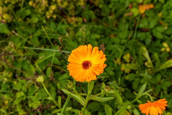 Einzelne Leuchtend Orangefarbene Ringelblume Calendula Officinalis Blüht Sonnigen Tagen Vor — Stockfoto