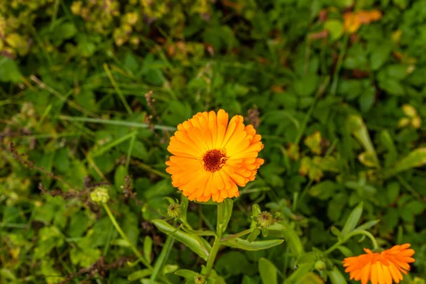 Güneşli bir günde yeşil çimen arka planında tek parlak turuncu kadife çiçeği (Calendula officinalis) açar. Koyu kahverengi kadife çiçeği güneşte çiçek açar. Yenilebilir kestane rengi İskoç kadife çiçeği.