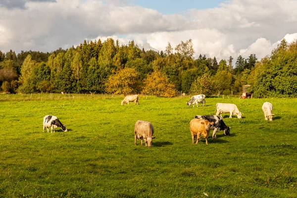 Osiem Różnych Kolorów Krów Jedzących Trawę Roli Łotwie Europie Stado — Zdjęcie stockowe