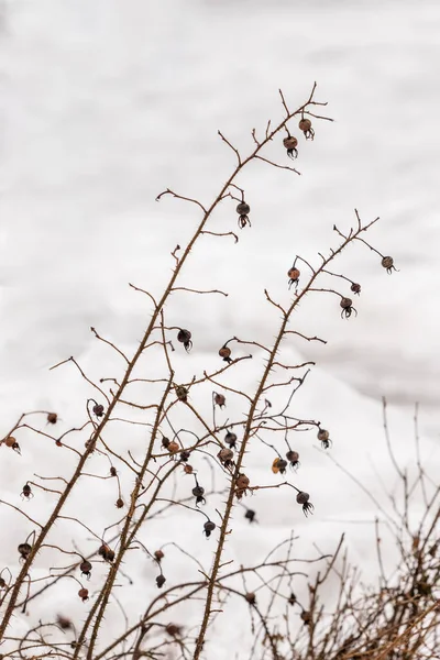 Gri gökyüzü arka planında kurumuş kahverengi böğürtlenli yabani gül çalılarının dikey fotoğrafı. Kışın Rugosa Rose 'un dalları. Japon Gülü 'nün kışın alçak açılı görüntüsü.