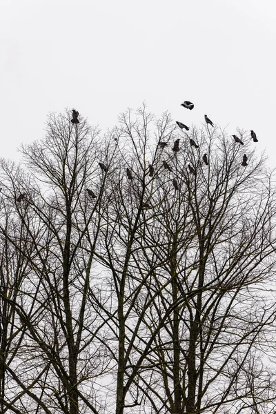 Kış Ormanlarında Tüneyen Kargaların Dikey Fotoğrafı Karga Yavruları Ağaç Dallarının — Stok fotoğraf