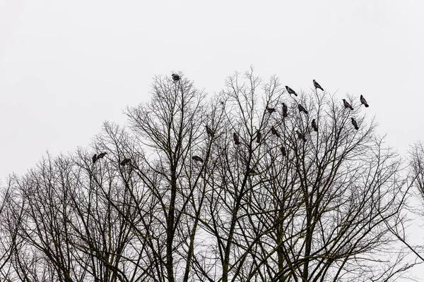 灰色の空の背景には チラシの木の上に21本の灰色と黒のカラスが座っています 彼らのルーティングサイトに高い座っレイブンスの群れ 冬の森に生息するジャックドウの群れ — ストック写真