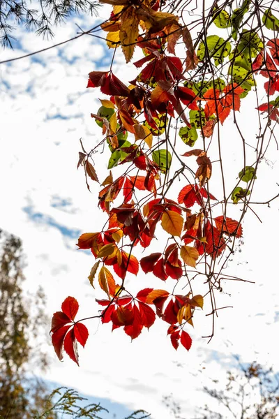 Red Brown Green Autumn Leaves Branch Sky Background Vertical Photo — Stock Photo, Image