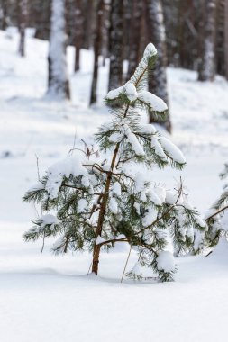 Karla kaplı ve güneşli bir kış gününde sağa doğru eğilen genç çam ağacına alçak açılı dikey bir bakış. Kışın bebek çam ağacı. Karla kaplı ormandaki küçük yeşil çam ağacı.