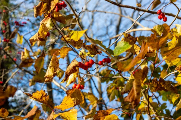 Güneşli bir günde kırmızı sonbahar meyveleri ve altın sonbahar yaprakları. Mavi güneşli gökyüzü arka planında Kızıl Şahin çilekleri (Crataegus) dalı. Sonbaharda güneş ışığında beyaz dikenli kırmızı meyveler