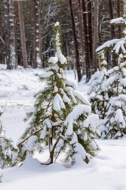 Güneşli kış gününde ormanın kenarında karla kaplı genç çam ağacına dikey bir bakış. Kışın Evergreen bebek çam ağacı. Karla kaplı ormanda küçük bir çam ağacı.