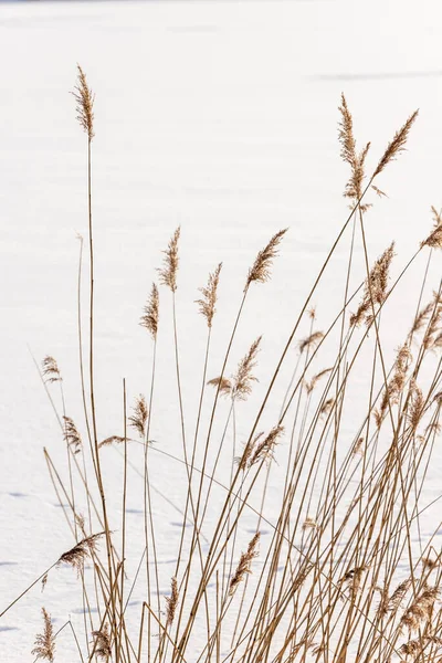 Güneşli kış gününde donmuş karla kaplı arka planda kışın kuru kahverengi sazlıkların (Phragmites australis) dikey fotoğrafı. Kışın beyaz arka planda sazlıklar. 