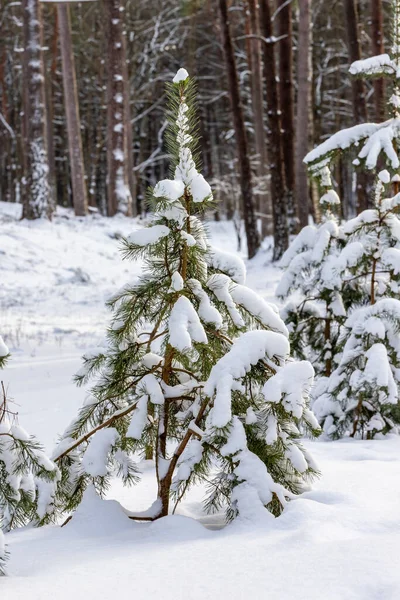 Güneşli kış gününde ormanın kenarında karla kaplı genç çam ağacına dikey bir bakış. Kışın Evergreen bebek çam ağacı. Karla kaplı ormanda küçük bir çam ağacı.
