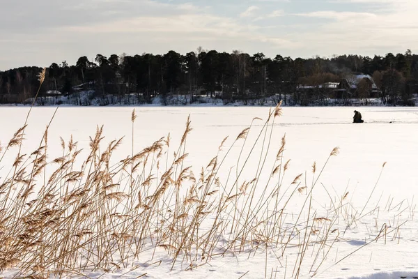 Düşük açılı sazlıklar arasından donmuş göle balıkçının güneşli kış gününde arkasında buzla vidaladığı sandalyeye oturduğu yere. Buz tutmuş gölde kış balıkçılığı..