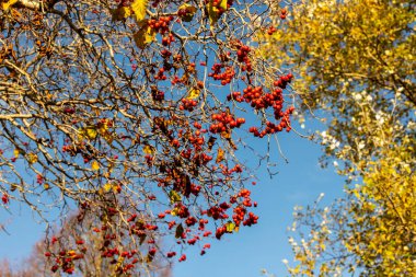 Mavi gökyüzünde güneşte kırmızı sonbahar meyveleri dalları. Mavi gökyüzünde kızıl dikenli çilek dalları (Crataegus) ve sarı ağaç yaprakları arka planda. Sonbaharda güneş ışığında homeopatik böğürtlen