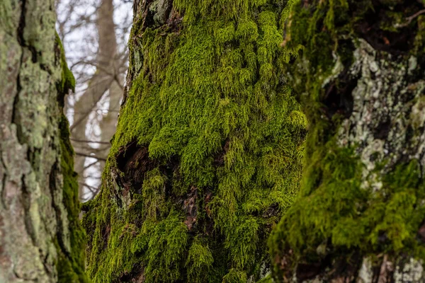 灰色の冬の日に松の木の幹に緑の苔 木の上の苔の写真を閉じる — ストック写真