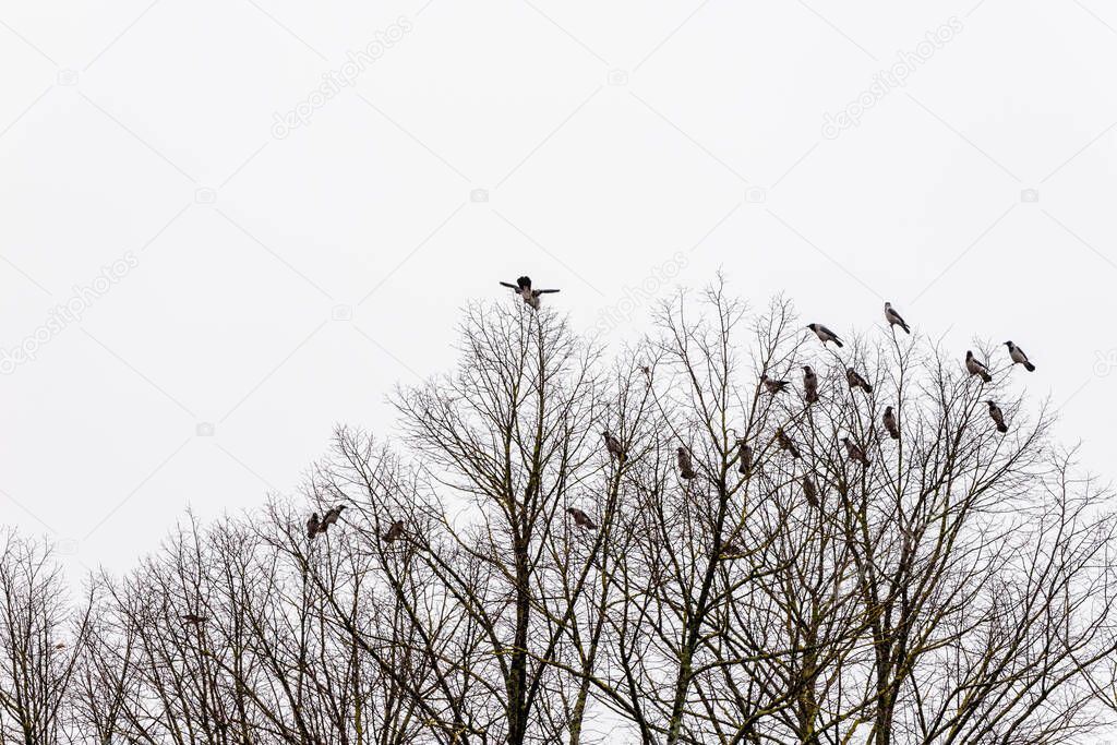 Jackdaws birds top of the tree in winter isolated on grey sky background. Flock of crows roosting in winter park. Tree in the sky with 21 sitting and one flying ravens.